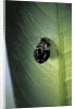 Adalia bipunctata (twospotted lady beetle) - exuvia by Anonymous