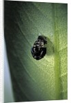 Adalia bipunctata (twospotted lady beetle) - exuvia by Anonymous