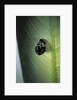Adalia bipunctata (twospotted lady beetle) - exuvia by Anonymous