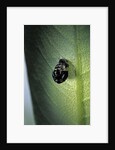 Adalia bipunctata (twospotted lady beetle) - exuvia by Anonymous