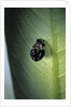 Adalia bipunctata (twospotted lady beetle) - exuvia by Anonymous