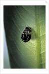 Adalia bipunctata (twospotted lady beetle) - exuvia by Anonymous