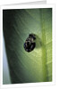 Adalia bipunctata (twospotted lady beetle) - exuvia by Anonymous
