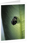 Adalia bipunctata (twospotted lady beetle) - exuvia by Anonymous