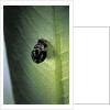 Adalia bipunctata (twospotted lady beetle) - exuvia by Anonymous