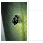 Adalia bipunctata (twospotted lady beetle) - exuvia by Anonymous
