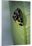 Adalia bipunctata (twospotted lady beetle) - emerging of the adult by Anonymous