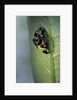 Adalia bipunctata (twospotted lady beetle) - emerging of the adult by Anonymous