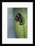 Adalia bipunctata (twospotted lady beetle) - emerging of the adult by Anonymous