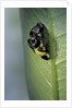 Adalia bipunctata (twospotted lady beetle) - emerging of the adult by Anonymous