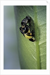 Adalia bipunctata (twospotted lady beetle) - emerging of the adult by Anonymous