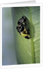 Adalia bipunctata (twospotted lady beetle) - emerging of the adult by Anonymous