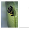 Adalia bipunctata (twospotted lady beetle) - emerging of the adult by Anonymous