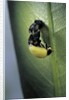 Adalia bipunctata (twospotted lady beetle) - emerging of the adult by Anonymous