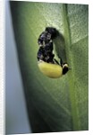 Adalia bipunctata (twospotted lady beetle) - emerging of the adult by Anonymous