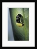 Adalia bipunctata (twospotted lady beetle) - emerging of the adult by Anonymous