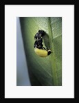 Adalia bipunctata (twospotted lady beetle) - emerging of the adult by Anonymous