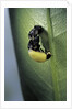 Adalia bipunctata (twospotted lady beetle) - emerging of the adult by Anonymous