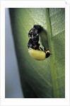Adalia bipunctata (twospotted lady beetle) - emerging of the adult by Anonymous