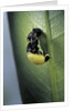 Adalia bipunctata (twospotted lady beetle) - emerging of the adult by Anonymous