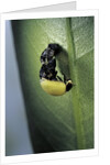 Adalia bipunctata (twospotted lady beetle) - emerging of the adult by Anonymous