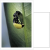 Adalia bipunctata (twospotted lady beetle) - emerging of the adult by Anonymous