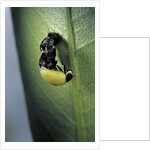 Adalia bipunctata (twospotted lady beetle) - emerging of the adult by Anonymous