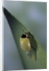 Adalia bipunctata (twospotted lady beetle) - emerging of the adult by Anonymous