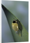Adalia bipunctata (twospotted lady beetle) - emerging of the adult by Anonymous