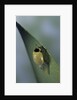 Adalia bipunctata (twospotted lady beetle) - emerging of the adult by Anonymous