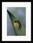 Adalia bipunctata (twospotted lady beetle) - emerging of the adult by Anonymous
