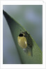 Adalia bipunctata (twospotted lady beetle) - emerging of the adult by Anonymous