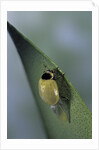 Adalia bipunctata (twospotted lady beetle) - emerging of the adult by Anonymous