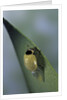 Adalia bipunctata (twospotted lady beetle) - emerging of the adult by Anonymous