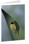 Adalia bipunctata (twospotted lady beetle) - emerging of the adult by Anonymous