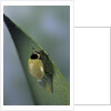 Adalia bipunctata (twospotted lady beetle) - emerging of the adult by Anonymous