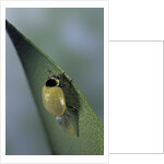 Adalia bipunctata (twospotted lady beetle) - emerging of the adult by Anonymous