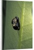 Adalia bipunctata (twospotted lady beetle) - emerging of the nymph by Anonymous
