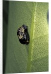Adalia bipunctata (twospotted lady beetle) - emerging of the nymph by Anonymous