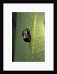 Adalia bipunctata (twospotted lady beetle) - emerging of the nymph by Anonymous