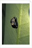 Adalia bipunctata (twospotted lady beetle) - emerging of the nymph by Anonymous