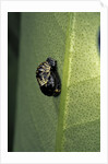 Adalia bipunctata (twospotted lady beetle) - emerging of the nymph by Anonymous