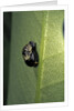 Adalia bipunctata (twospotted lady beetle) - emerging of the nymph by Anonymous