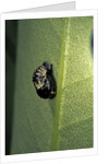 Adalia bipunctata (twospotted lady beetle) - emerging of the nymph by Anonymous