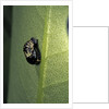 Adalia bipunctata (twospotted lady beetle) - emerging of the nymph by Anonymous