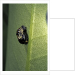 Adalia bipunctata (twospotted lady beetle) - emerging of the nymph by Anonymous