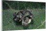 Adalia bipunctata (twospotted lady beetle) - emerging of the larvae by Anonymous