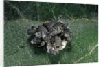 Adalia bipunctata (twospotted lady beetle) - emerging of the larvae by Anonymous