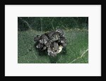 Adalia bipunctata (twospotted lady beetle) - emerging of the larvae by Anonymous