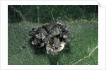 Adalia bipunctata (twospotted lady beetle) - emerging of the larvae by Anonymous
